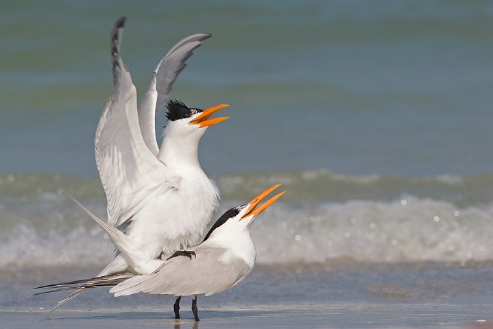 Knigseeschwalbe Sterna maxima Royal Tern